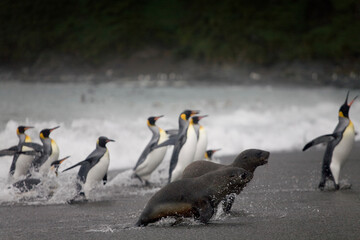Fototapeta premium King Penguins and Fur Seals, South Georgia Island, Antarctica