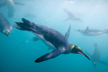 Fototapeta premium King Penguins Underwater, South Georgia Island, Antarctica