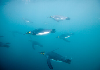 Obraz na płótnie Canvas King Penguins Swimming Underwater, South Georgia Island, Antarctica