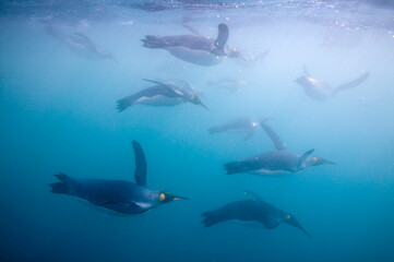 Fototapeta na wymiar King Penguins Swimming Underwater, South Georgia Island, Antarctica
