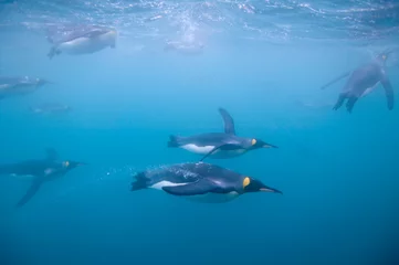 Foto op Canvas Koningspinguïns zwemmen onder water, South Georgia Island, Antarctica © Paul