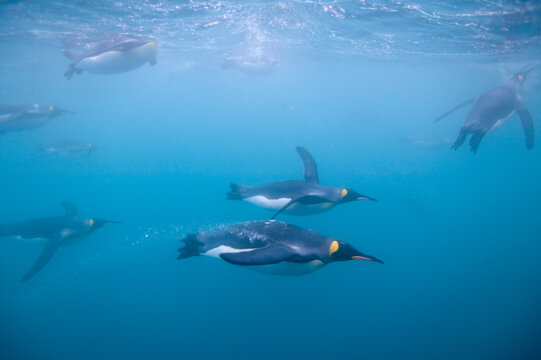 King Penguins Swimming Underwater, South Georgia Island, Antarctica © Paul