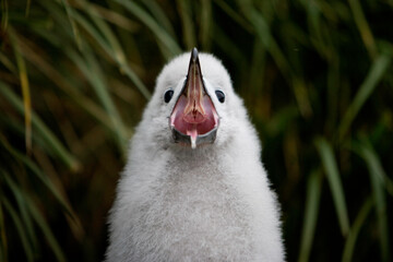 Gray-headed Albatross, South Georgia Island, Antarctica