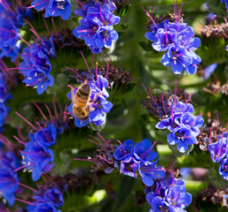 Stunning blue and pink spikes of echium fastuosum or Pride of Madeira open in early spring...