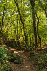 Fototapeta na wymiar Beautiful green mountain forest on a sunny day in Eppan in the Italian South Tyrol