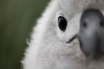 Gray-headed Albatross Chick, South Georgia Island, Antarctica