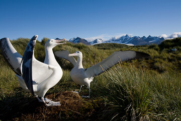 Wandering Albatross Courtship, South Georgia Island, Antarctica