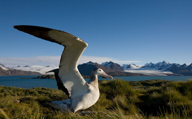 Wandering Albatross, South Georgia Island, Antarctica © Paul