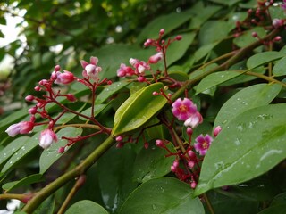 Unripe Star fruit (Carambola) on the tree