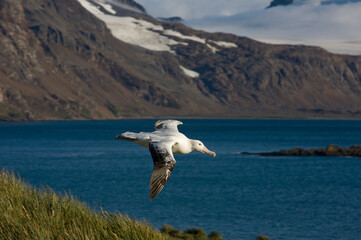 Wandering Albatross in Flight, South Georgia Island, Antarctica