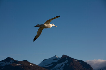 Fototapeta na wymiar Wandering Albatross in Flight, South Georgia Island, Antarctica