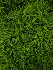 green grass backgroundeuodia ridleyi ornamental plant