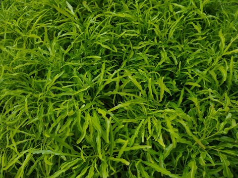euodia ridleyi ornamental plant green grass background
