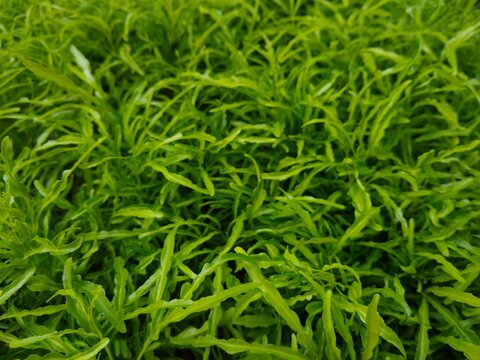 green grass background euodia ridleyi ornamental plant 