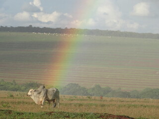 Touro arco iris