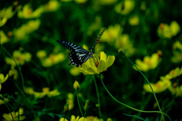 イエローコスモス