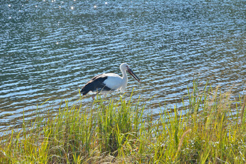 Oriental white stork (Ciconia boyciana) 21