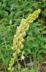 Flowers of aconite (Aconitum kirinense) 3