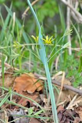 Small yellow flowers