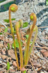 Young fern (Osmundastrum asiaticum)