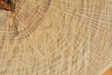 Surface of cut of oak