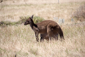 Iconic Australian brown kangaroo macropus rufus jill with a large joey in her pouch grazing on a cloudy afternoon in a paddock of green grass  after early spring rains .