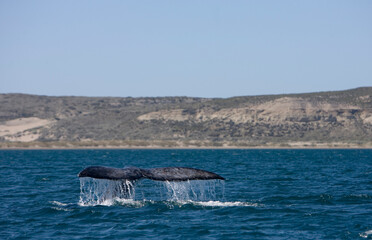 Fototapeta premium Southern Right Whale, Peninsula Valdes, Patagonia