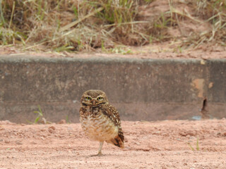 Close-up of a burrowing owl standing on one leg, looking straight ahead, in an open field.