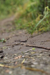 the ground in the forest