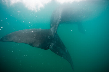 Obraz premium Southern Right Whale, Peninsula Valdes, Patagonia