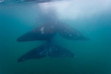 Fototapeta premium Southern Right Whale, Peninsula Valdes, Patagonia