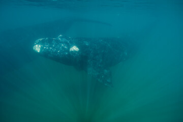 Southern Right Whale, Peninsula Valdes, Patagonia