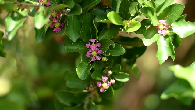 Barbados cherry flowers blooming in the garden