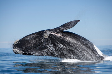 Southern Right Whale, Peninsula Valdes, Patagonia - obrazy, fototapety, plakaty