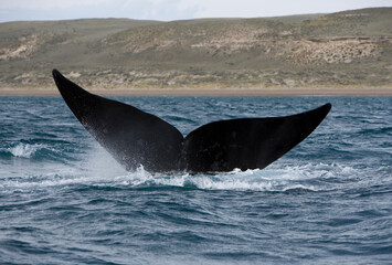 Fototapeta premium Southern Right Whale, Peninsula Valdes, Patagonia
