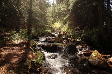 Stream running over rocks in an evergreen forest