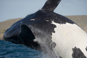 Southern Right Whale, Peninsula Valdes, Patagonia