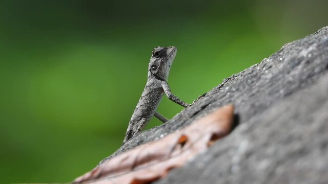 Small lizar UHD MP4 4k VIdeo ..