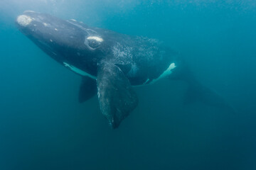 Southern Right Whale, Peninsula Valdes, Patagonia - obrazy, fototapety, plakaty