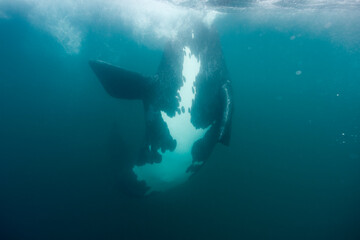 Southern Right Whale, Peninsula Valdes, Patagonia