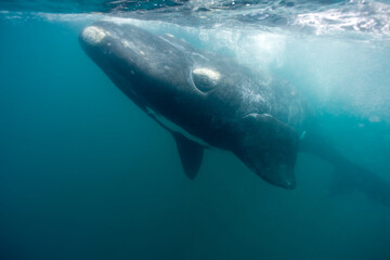 Naklejka premium Southern Right Whale, Peninsula Valdes, Patagonia