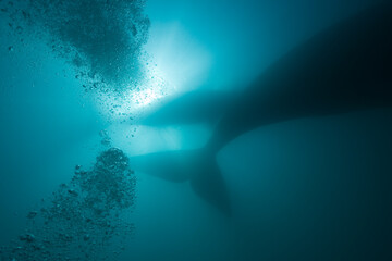 Fototapeta premium Southern Right Whale, Peninsula Valdes, Patagonia