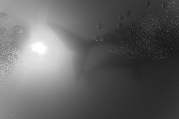 Southern Right Whales, Peninsula Valdes, Patagonia