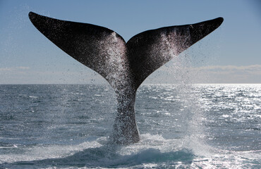 Fototapeta premium Southern Right Whale, Peninsula Valdes, Patagonia