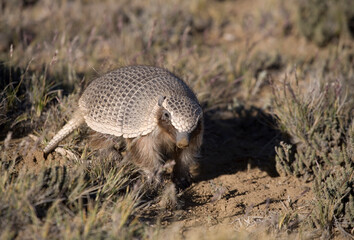 Armadillo, Patagonia