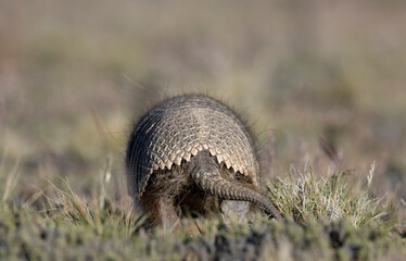 Armadillo, Patagonia
