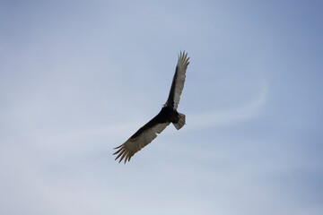 Andean Condor, Patagonia