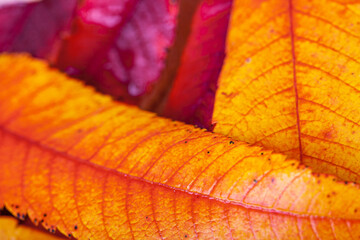 Close-up of wet autumn leaves. Red, yellow and orange colours in this seasonal composition