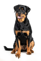 black dog rottweiler sitting on white background