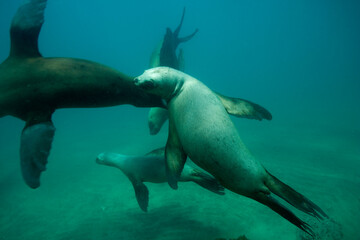 Naklejka premium Southern Sea Lions, Patagonia